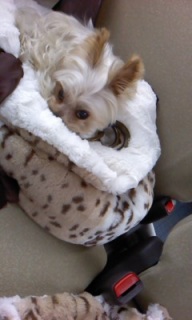 ���C�ɓ����