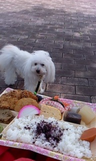 ��x����lunch��