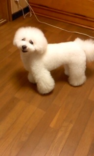 ���ɗ���B