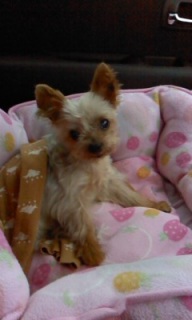 �J�����ڐ�