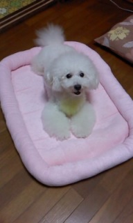 �V�����x�b�h
