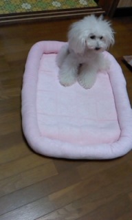 �g���b�V����