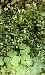 �M�����O�I