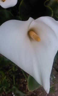 �J���[