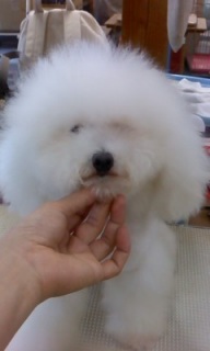 �`�r���q�̃g���~���O
