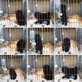 �V����̖��O�����܂�Ȃ��I