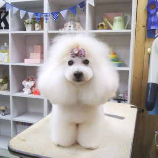 �Ă��؂����I